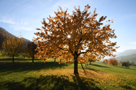 Image de cerisiers dont les feuilles jaunes brillent au soleil.