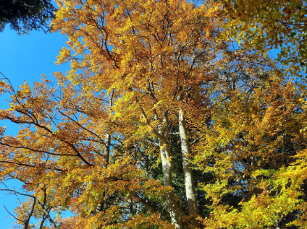 Image d'un hêtre en automne.