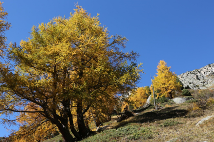 Image de mélèzes jaunis en montagne.