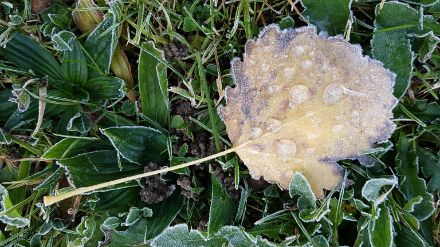 Gelée blanche sur les bords des feuilles et gouttes de pluie gelées sur une feuille de peuplier.