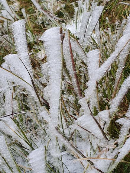 Givre sur des brindilles.