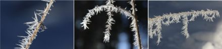  	Trois images de givre mou qui s’est formé sur des brins d’herbe. 