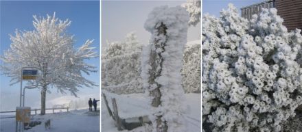  	Trois images de givre se formant sur les arbres, les arbustes et les panneaux de signalisation. 