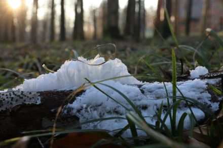 Cheveux de glace dans la forêt de la Sihl (ZH), le 7 février 2023.
