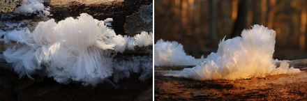 Cheveux de glace dans la forêt de la Sihl (ZH), le 7 février 2023.
