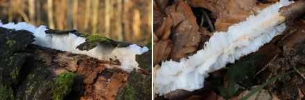 Cheveux de glace dans la forêt de la Sihl (ZH), le 7 février 2023.