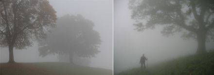 Deux images où l’on distingue des arbres dans un brouillard dense.