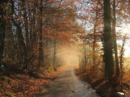 Lorsque la température de l'air atteint le point de rosée, la vapeur d'eau de l'air se condense en gouttelettes qui forment de la brume ou du brouillard, comme ici dans la région de Fétigny (FR) en novembre 2018. © V. Meunier 