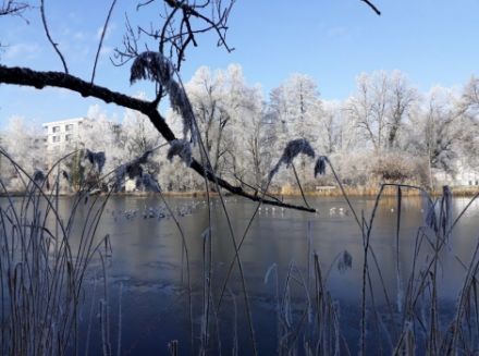 Photo d'un étang gelé, entouré de roseaux et d'arbres avec du givre.