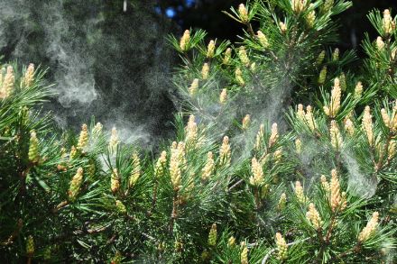Pollen de conifères - Banlieusardises