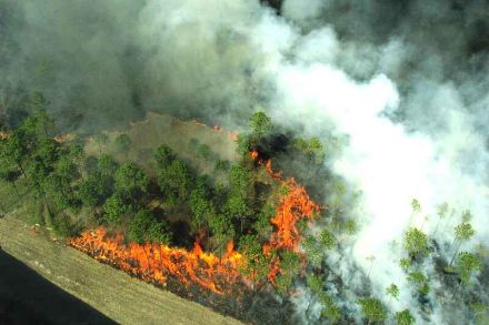Image prétexte, incendie de forêt, source : Photo par https://pixnio.com/fr/divers/feu-flames-images/vue-de-la-plan-on-the-forest-le-feu