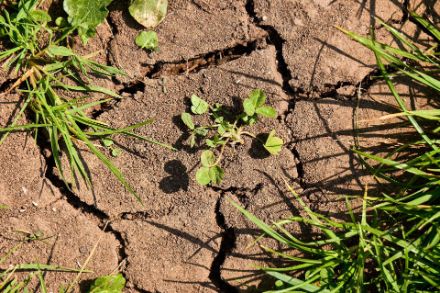 Photo d'un plant sur un sol très sec et parsemé de fissures.