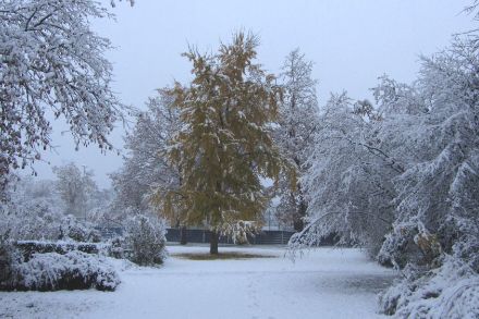 Parc sous la neige à Genève