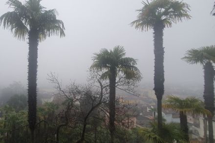 Même sans soleil, la douceur hivernale est appréciée des palmiers qui pourraient bien vouloir s’étendre au-delà du Tessin ou de la Riviera vaudoise. 