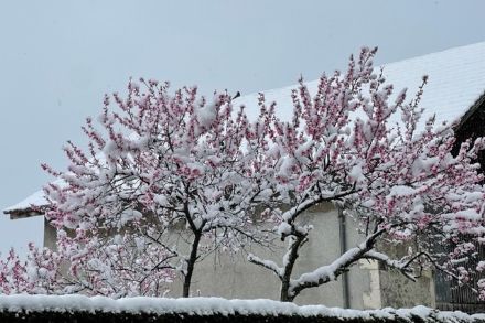 La neige pourrait localement faire son apparition sur les endroits surélevés du Plateau vers 600-700 m.