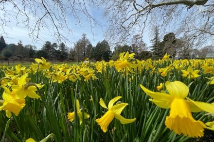 Massif de jonquilles au jardin botanique de Genève.