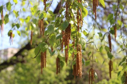 Du pollen de bouleau (chatons allongés) est accroché à l'arbre. Au sud des Alpes, elle a déjà commencé  la saison du pollen de bouleau. 