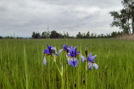 Fleurs de lys bleues dans une tourbière avec un ciel couvert.