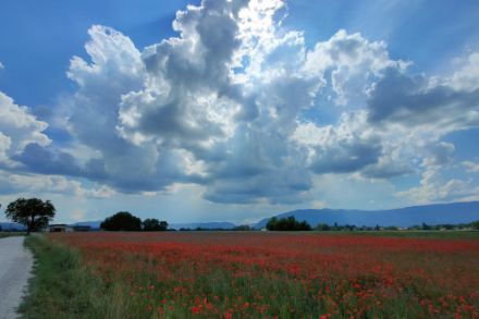 Champ de coquelicots et ciel peu nuageux dans la campagne genevoise.