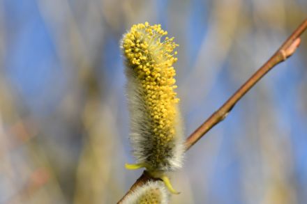 Gros plan sur un chaton de saule à la floraison jaunâtre.