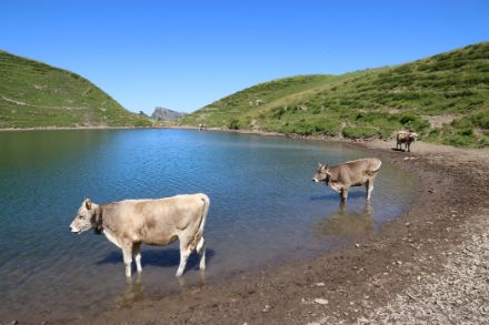 Des vaches sur l'alpage se rafraîchissent dans le Sihlseeli (photo d'archives D. Gerstgrasser)