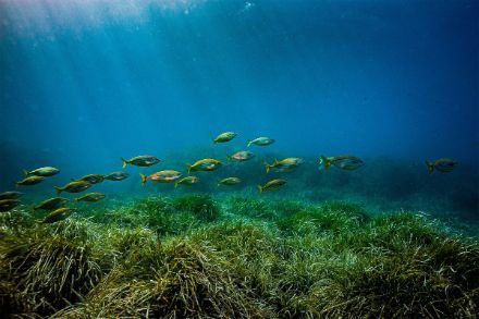 Algues et poissons dans la mer