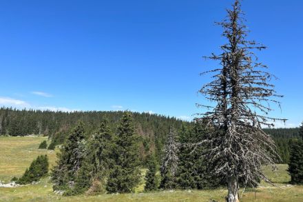 Photo d'un arbre mort dans le Jura vaudois.