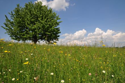 Prairie en fleur.