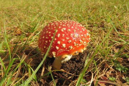 Amanite tue-mouches
