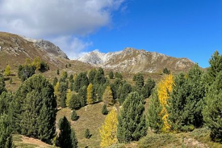 Paysage d'herbe aux couleurs automnales avec des arbres et des montagnes en arrière-plan et un ciel bleu.