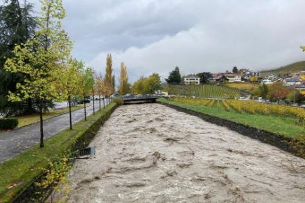 Rivière aux eaux brunes et sauvages avec un niveau d'eau élevé.