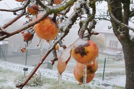 Pommes prises dans une gangue de glace, Ballaigues, jeudi 30.11.2023. Source : Application MétéoSuisse, Observations météo