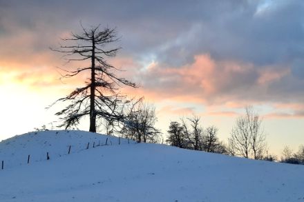 Paysage de neige avec des arbres et le crépuscule.