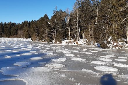 Etang de la Gruère, Franches Montagnes (image : Florence Waecker)