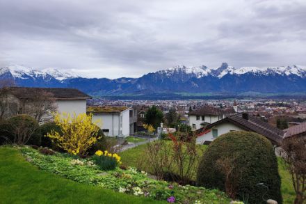 Photo d'un jardin avec des fleurs et de montagne enneigées au loin.