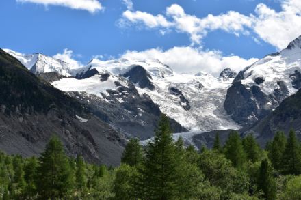 Photo de mélèzes et d'un glacier en arrière-plan.