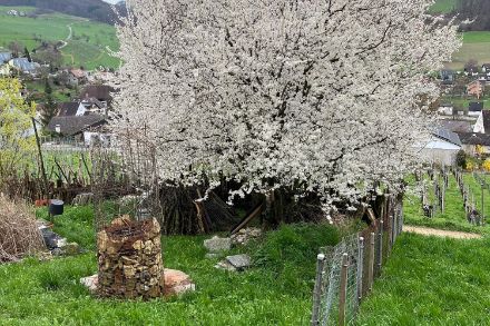 Arbre en fleur. Source : Observations Météo - App MétéoSuisse