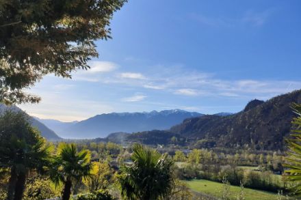 Photo de palmiers au Tessin sous un ciel bleu.