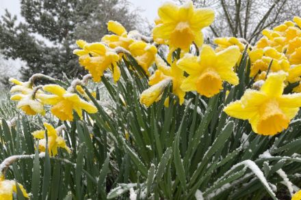 Photo de jonquilles sous la neige.