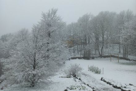 Photo dûne foêt sous la neige.