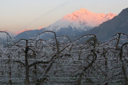 Arbres fruitiers gelés au petit matin du 21 avril 2017 à Bramois (VS). (Source : D. Ulrich)