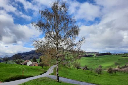 Les longues séries de mesures polliniques montrent comment le pollen a évolué en Suisse avec le changement climatique. La saison pollinique commence de plus en plus tôt et nous mesurons aujourd'hui des concentrations de pollen d’arbres plus élevées qu'auparavant.