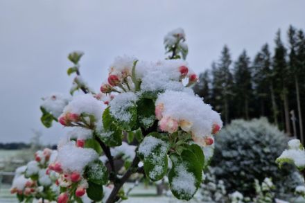 Neige fraîche sur fleurs de pommier à Oberschrot (FR). Photo : "Observations Météo" – App MétéoSuisse