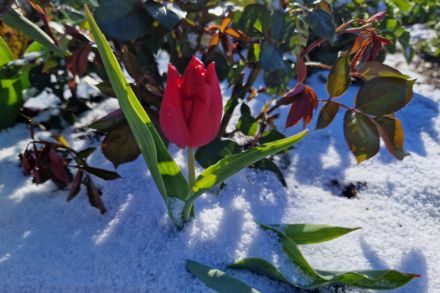 Photo d'une tulipe sous la neige
