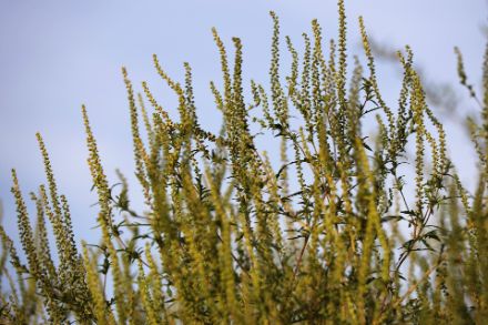 Le changement climatique a plusieurs conséquences : l'une d'entre elles est la propagation de plantes invasives fortement allergènes, telles que l'ambroisie. Photo: Pixabay. 