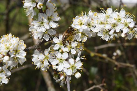 Prunellier en fleurs le 22 mars. (Photo : Regula Gehrig)