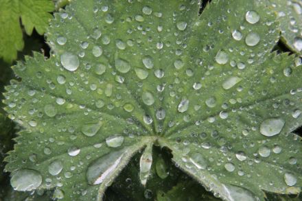 Les nombreuses pluies ont permis à la végétation de s’épanouir de manière luxuriante. Photo : Daniel Gerstgrasser