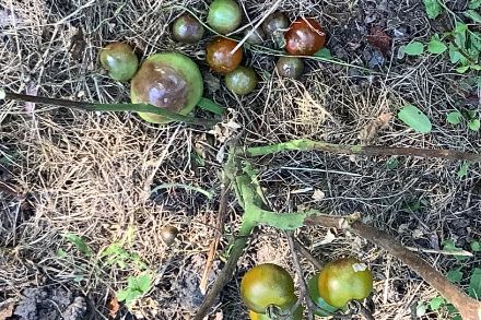 Plants de tomates le 20 juillet 2024