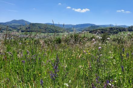 Prairie en fleurs. 