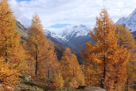 Des mélèzes jaunes avec des montagnes enneigées en arrière-plan.